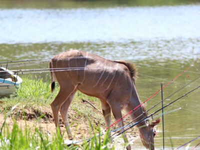 WATERBERG FARMSTAY
