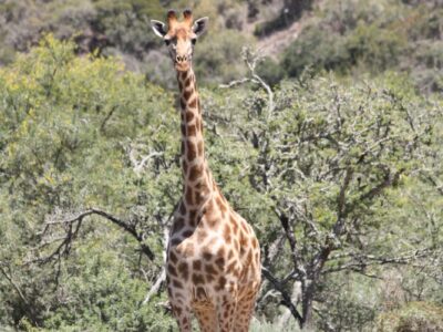 Bon Avontuur Game Farm