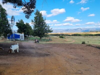 Pronkies Holiday and Quadfarm