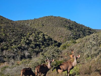 Bon Avontuur Game Farm